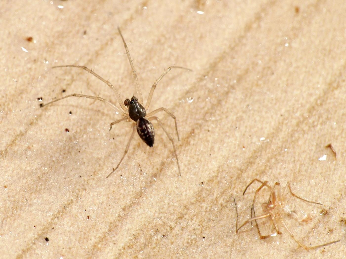 Maschio di Linyphiidae - Torrimpietra (RM)